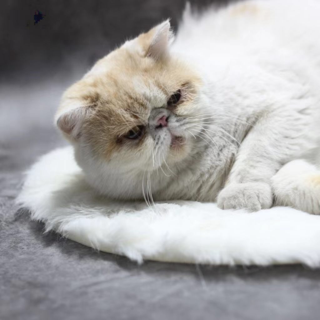Pet electric heating blanket (simulated mink fur heating pad), constant temperature, waterproof, anti-leakage, specially designed for cats, small-sized pet heater.