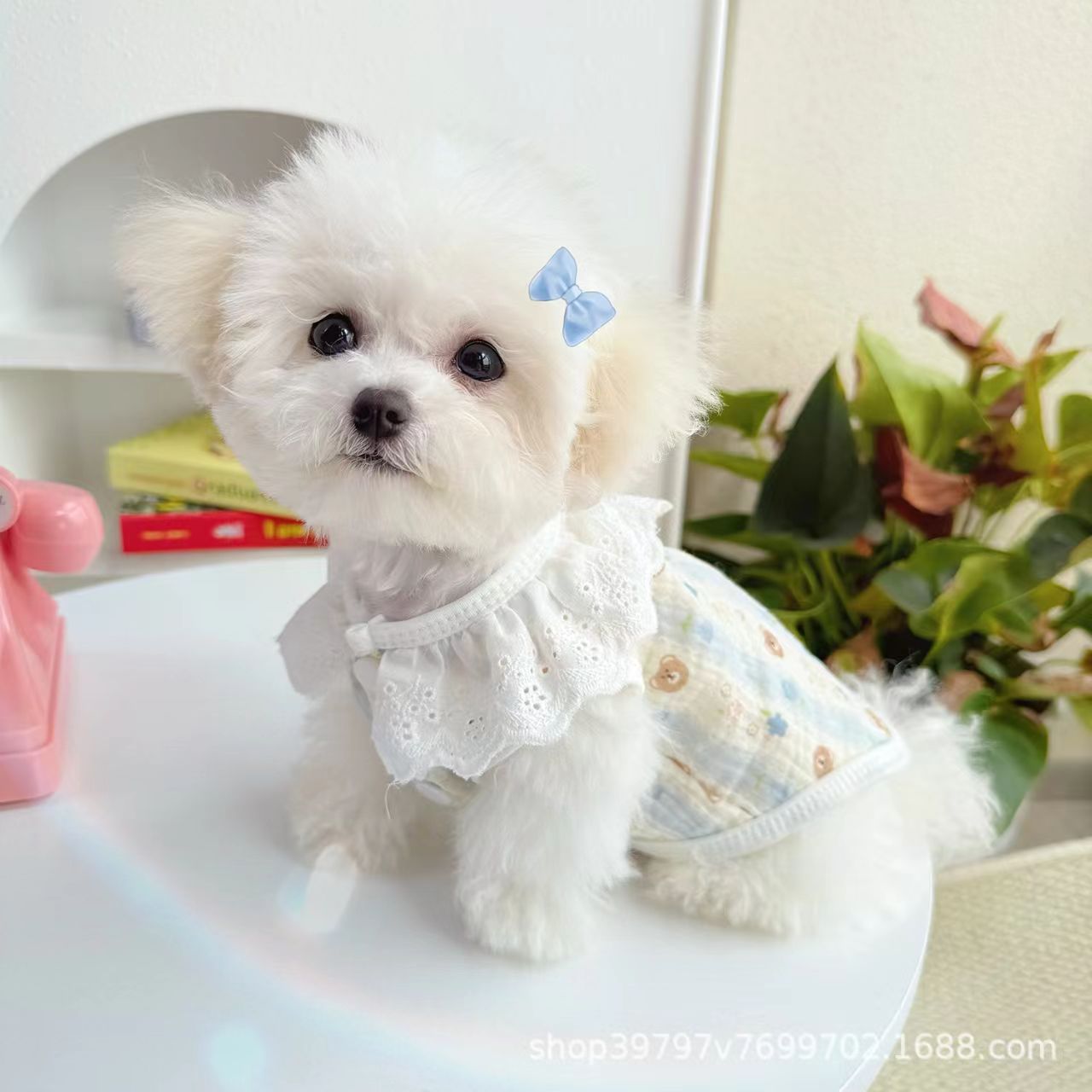 Pet clothing with lace trim, cotton vest, suitable for spring and summer; popular in Japan and South Korea; suitable for cats, bichon frisé dogs; wholesale available.