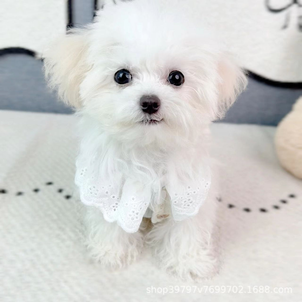 Pet clothing with lace trim, cotton vest, suitable for spring and summer; popular in Japan and South Korea; suitable for cats, bichon frisé dogs; wholesale available.
